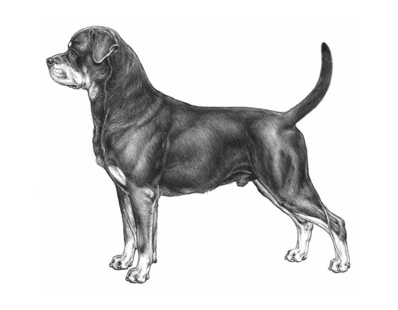 147 Standard del Rottweiler Cinognostica 