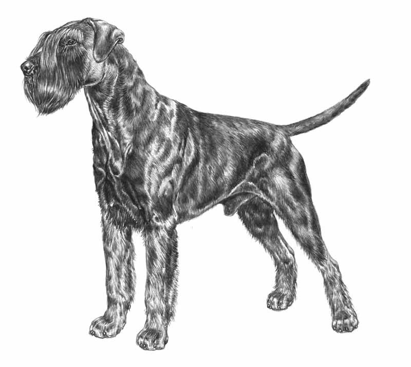 RIESENSCHNAUZER