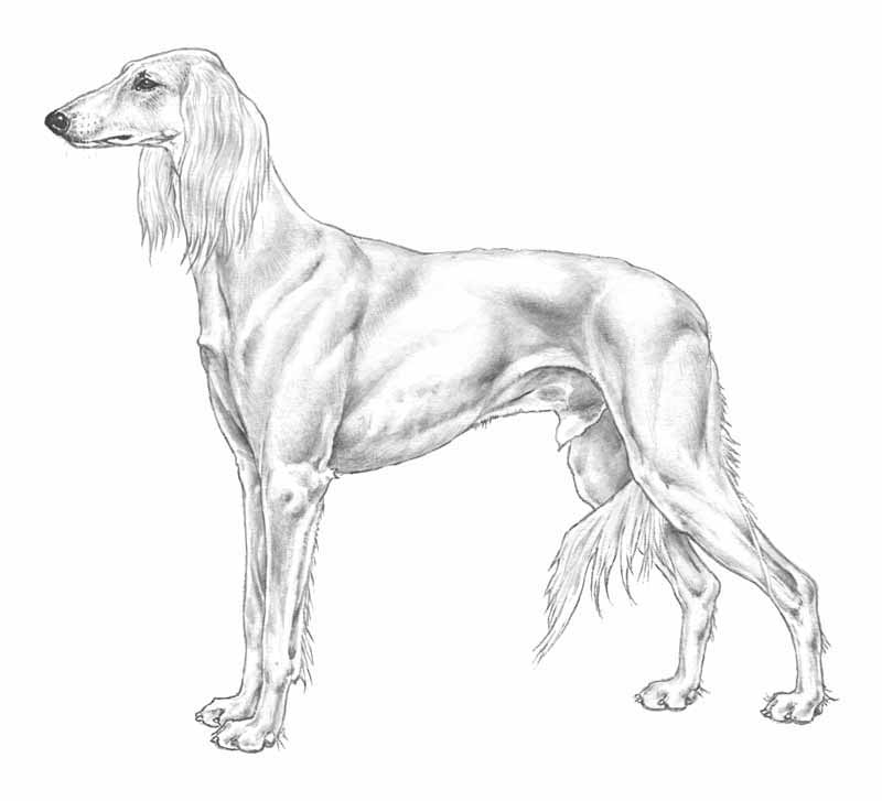 SALUKI