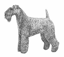 KERRY BLUE TERRIER