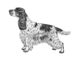 COCKER SPANIEL INGLESE