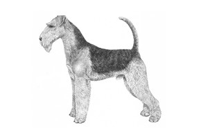 AIREDALE TERRIER