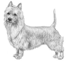 AUSTRALIAN TERRIER