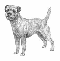 BORDER TERRIER