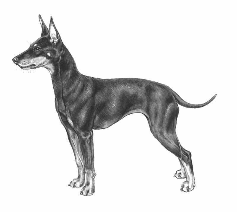 ENGLISH TOY TERRIER BLACK AND TAN