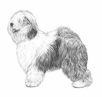 OLD ENGLISH SHEEPDOG