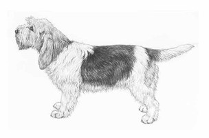 GRAND BASSET GRIFFON VENDEEN