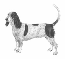 BASSET BLUE DE GASCOGNE