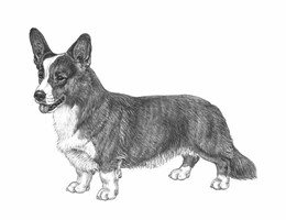 WELSH CORGI CARDIGAN