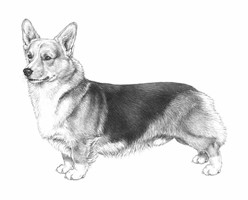 WELSH CORGI PEMBROKE