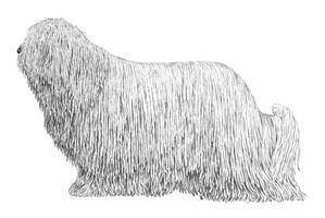 KOMONDOR