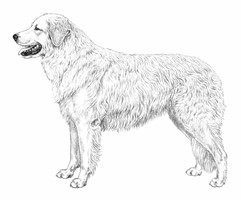 KUVASZ