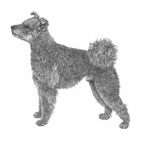 PUMI