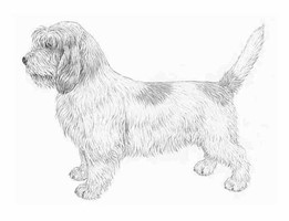 PETIT BASSET GRIFFON VENDEEN