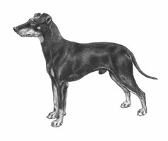 MANCHESTER TERRIER