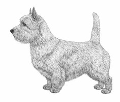 NORWICH TERRIER