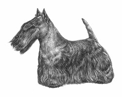 SCOTTISH TERRIER