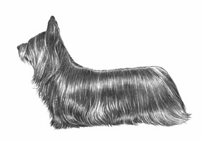 SKYE TERRIER