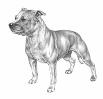 STAFFORDSHIRE BULL TERRIER