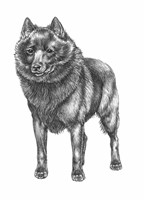 SCHIPPERKEE