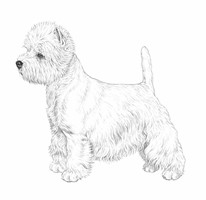 WEST HIGHLAND WHITE TERRIER