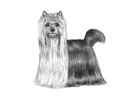 YORKSHIRE TERRIER