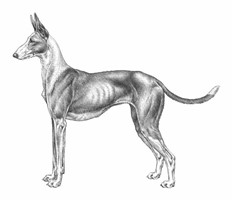 PODENCO IBICENCO