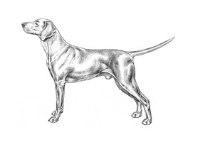 WEIMARANER