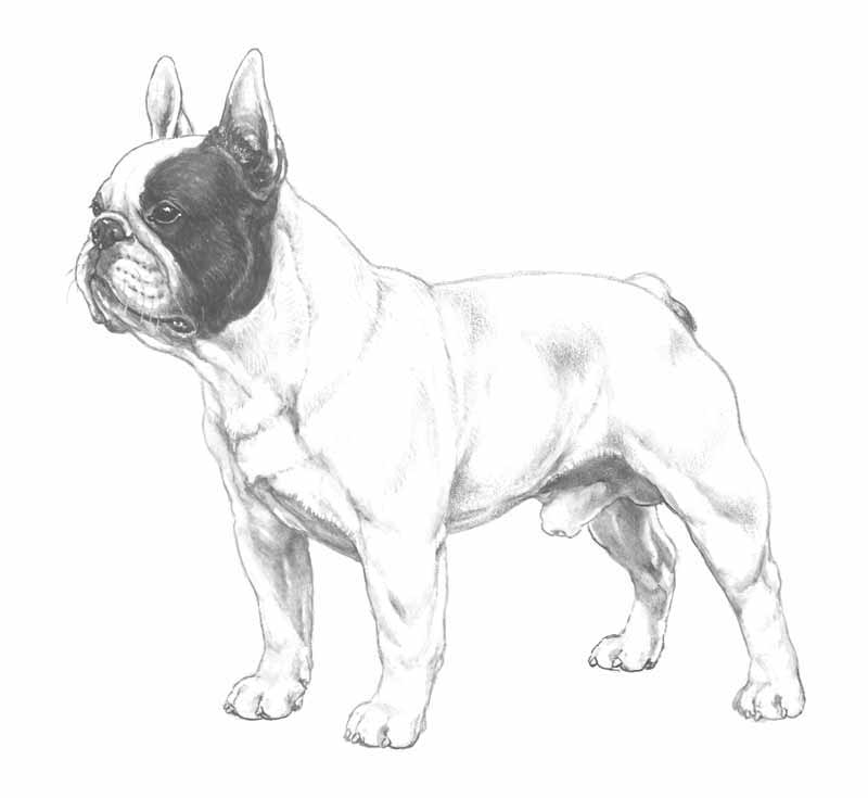 101 Standard del Bouledogue Francese Cinognostica 