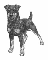 DEUTSCHER JAGDTERRIER