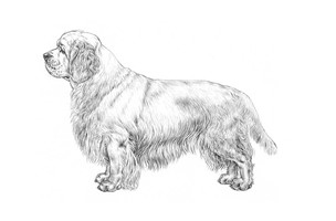 CLUMBER SPANIEL