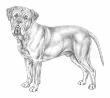 DOGUE DE BORDEAUX