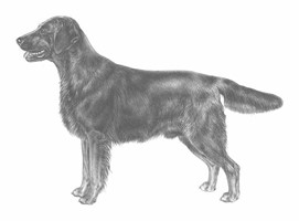 FLAT COATED RETRIEVER