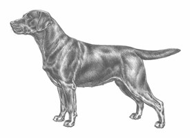 LABRADOR RETRIEVER