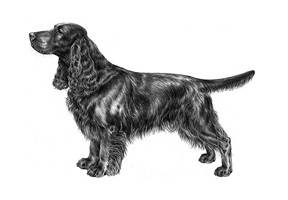 FIELD SPANIEL