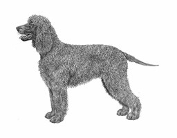 IRISH  WATER SPANIEL