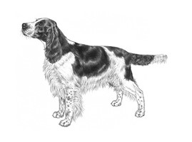 SPRINGER SPANIEL INGLESE