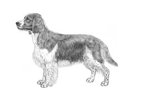 WELSH SPRINGER SPANIEL