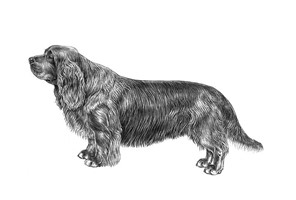 SUSSEX SPANIEL