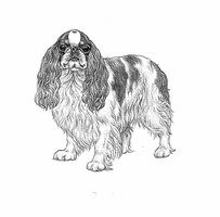 KING CHARLES SPANIEL