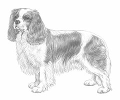 CAVALIER KING CHARLES SPANIEL