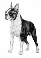 BOSTON TERRIER