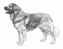 LEONBERGER