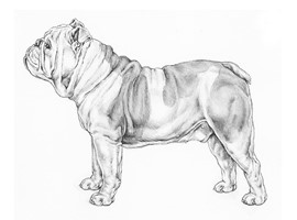 BULLDOG