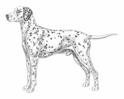 DALMATA