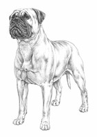 BULLMASTIFF