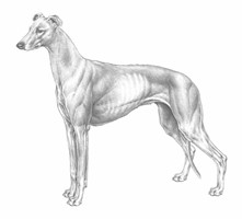 GREYHOUND