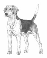 FOXHOUND