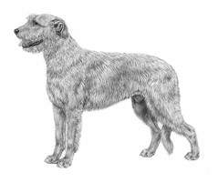 IRISH WOLFHOUND