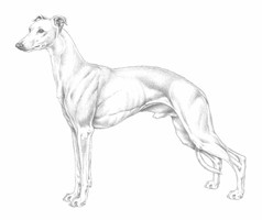 WHIPPET